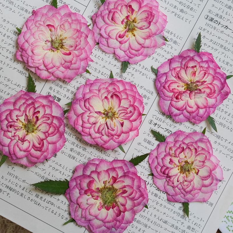6 Stück, Natürliche Getrocknet – Resin Art Rose Petals Bewertung und Preis